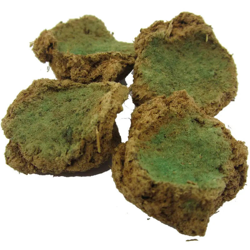 Morceaux d’encens bruns et verts en gros plan sur fond blanc.