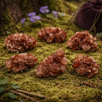 Cristaux d'aragonite brute du Maroc aux teintes ocre et terreuses, disposés sur une mousse forestière vibrante évoquant la force tellurique.