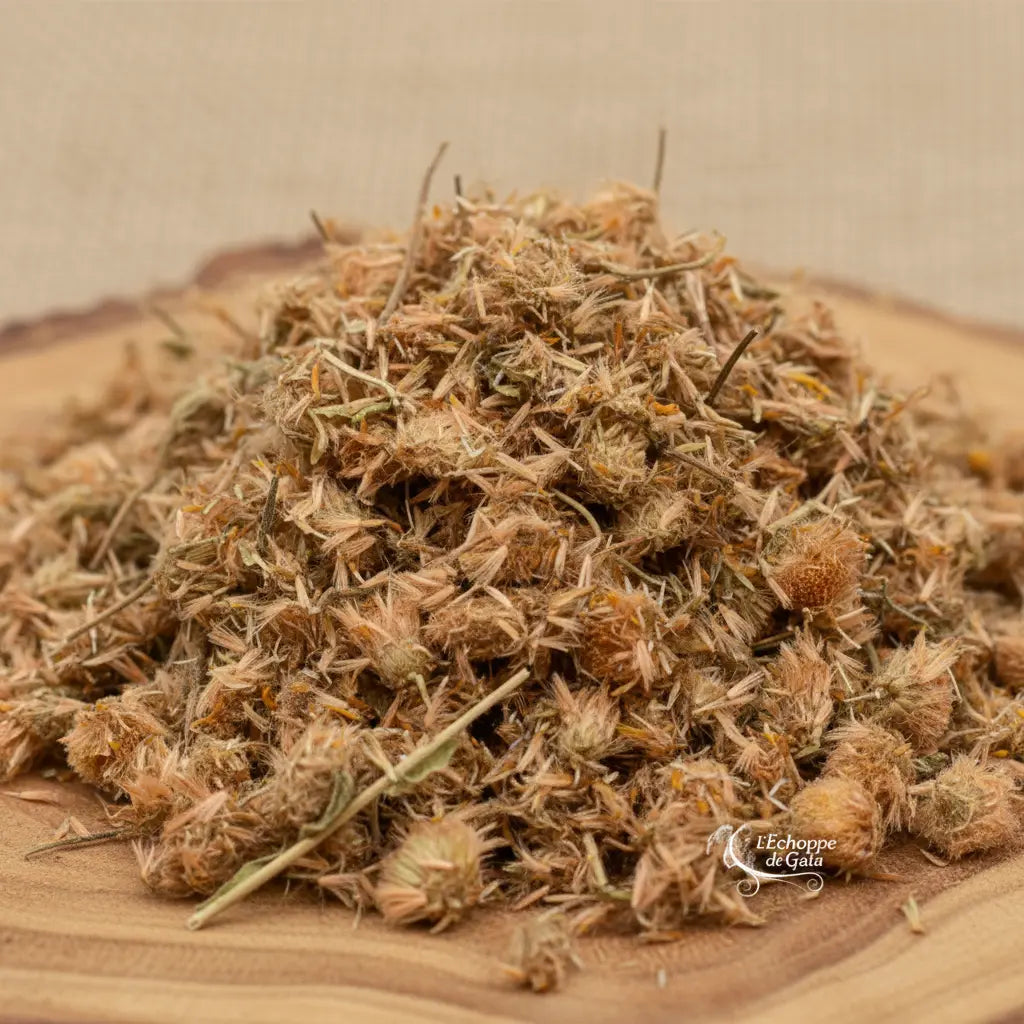 Arnica pour fumigation, fleurs séchées beige doré en gros plan sur planche de bois.
