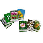 Éventail de cartes des fleurs de Bach illustrées (muguet, lis martagon, millepertuis, églantier, prunus, pin sylvestre) sur fond blanc.