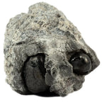 Larme d'Apache sur Gangue, illustré sous un autre angle montrant deux nodules arrondis d'obsidienne noire et brillante enchâssés dans une matrice de roche grise et rugueuse.
