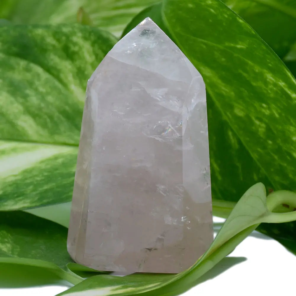 Pointe de quartz rose très claire et translucide, de forme large, mise en valeur au milieu de feuilles vertes.